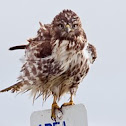 Red-tailed Hawk (juvenile)