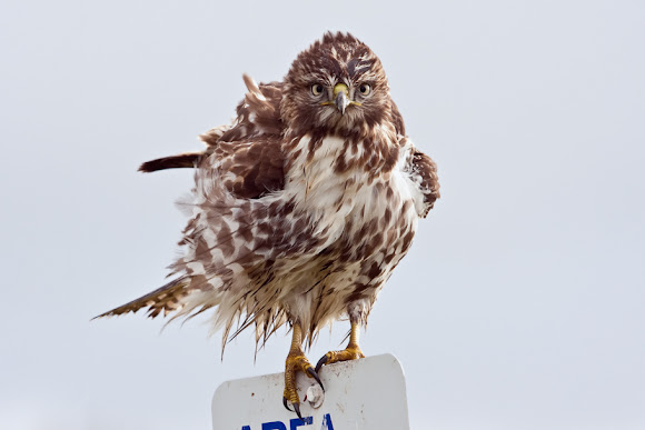 Spotting Image 1