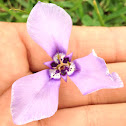 Herbertia