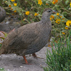 Cape Spurfowl