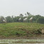 asian open billed stork