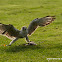 Saker Falcon