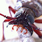 Poinciana Longicorn Beetle