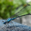 Damselfly