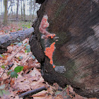 Dictydiaethalium plumbeum