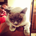 Short haired cat