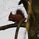 Eurasian Red Squirrel - Veverka obecná