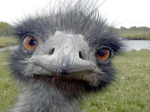 ostriches have bigger eyes than their brains