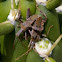 Leaf-footed Bug Leptoglossus sp.