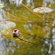 Water lily
