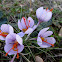 Wild saffron crocus