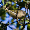 Ruby-crowned Kinglet