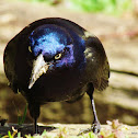 Common Grackle (Eastern versicolor)