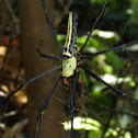 Golden silk orb-weaver