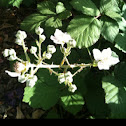 Wild blackberry