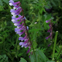 Cow vetch