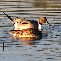 Northern Pintail