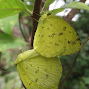 Three spot grass yellow.