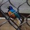 Superb Starling