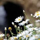 Oxeye Daisy