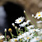 Oxeye Daisy