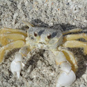 Common Beach Crab