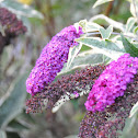 butterfly bush