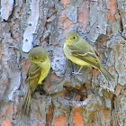 Pacific Slope Flycatcher