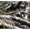 Rufous Fantail