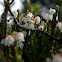 White Mountain Heather