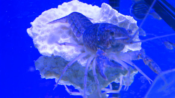 Spotting Image 1