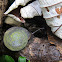 land snail