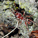 Bull Ants