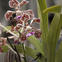 Orchid