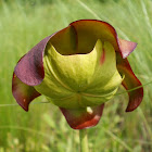 Pitcher Plant