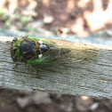 Cicada