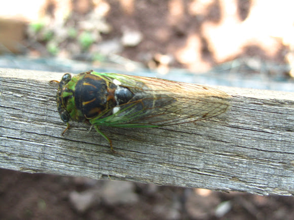 Spotting Image 1
