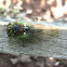 Cicada