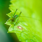Meadow Katydid