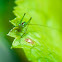 Meadow Katydid