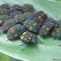 Spotted Shield bug