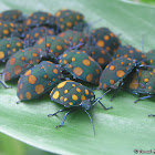 Spotted Shield bug
