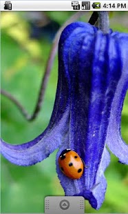 How to mod Blue Flower Live Wallpaper 1.1.1 mod apk for bluestacks