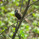 Song Sparrow
