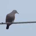 Ruddy ground dove, Chak mucuy