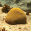 Grooved Brain Coral