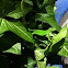 Iguana Verde