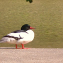 Common merganser