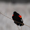 Red-winged Blackbird