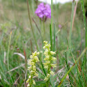 Musk Orchid